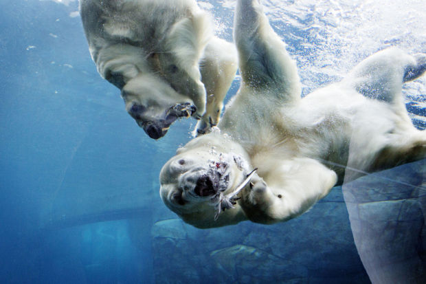 Animal shots of the week